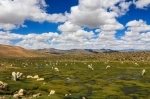 Reserva Nacional de Ulla Ulla.  La Paz - Bolvia