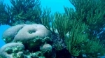 Corales del Rosario e Parque Natural Marinho Nacional de San Bernardo.  Cartagena das Índias - Colmbia