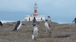Ilha Magdalena Farol, Punta Arenas Atrações.  Punta Arenas - CHILE