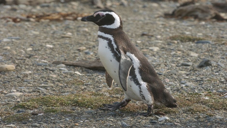 Pingüim de Magalhães, Guia de Fauna. RutaChile.   - Austrlia