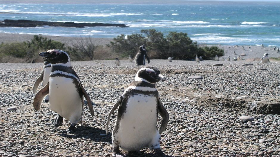 Pingüim de Magalhães, Guia de Fauna. RutaChile.   - CHILE