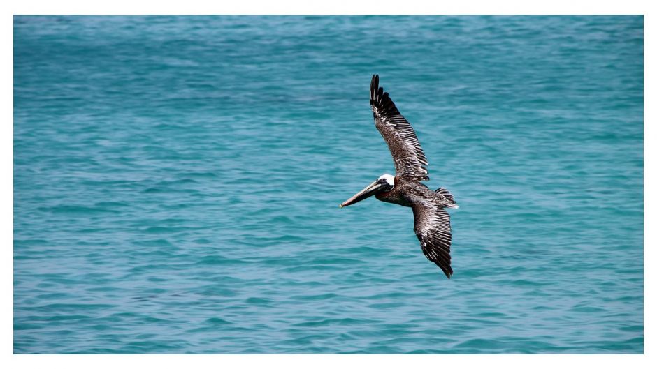 Pelicano peruano, Guia de Fauna. RutaChile.   - CHILE