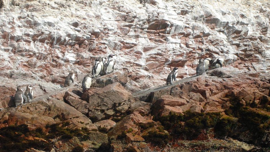 Humboldt pinguim tem a cabeça preta e pescoço para trás. Anterior b.   - 