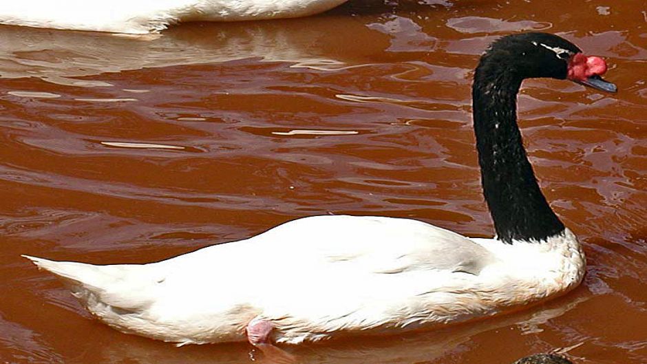 Cisne de pescoço preto, Guia de Fauna. RutaChile.   - BRASIL