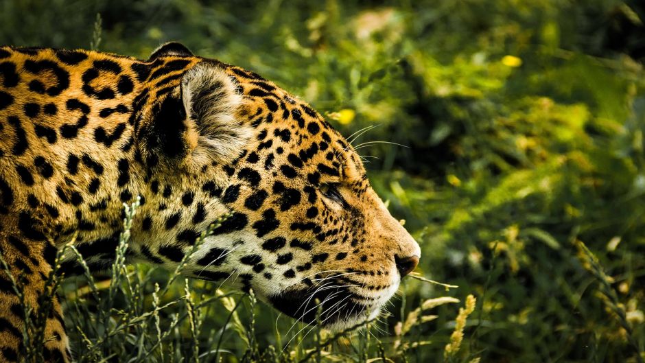 Jaguar.   - Equador