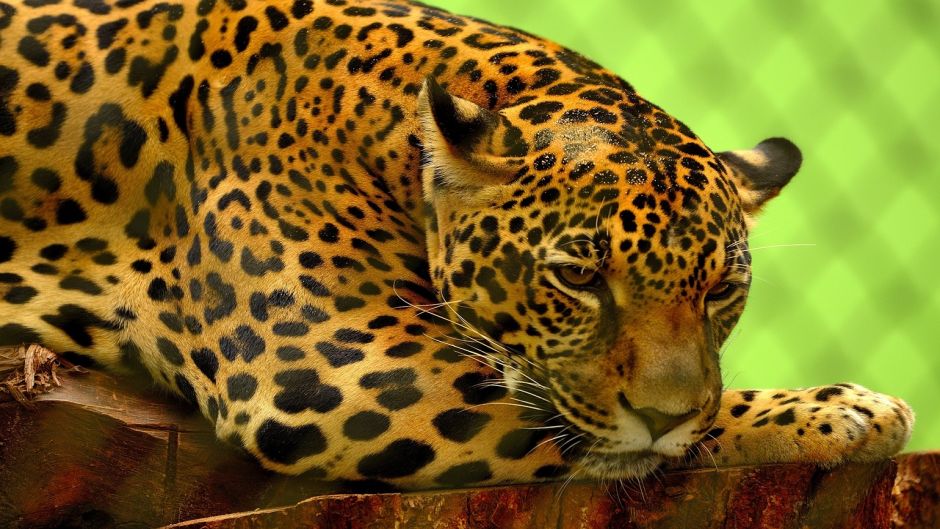 Jaguar.   - PARAGUAI