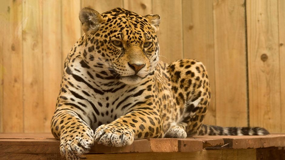 Jaguar.   - PARAGUAI