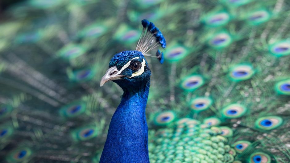 Peacock.   - CHINA