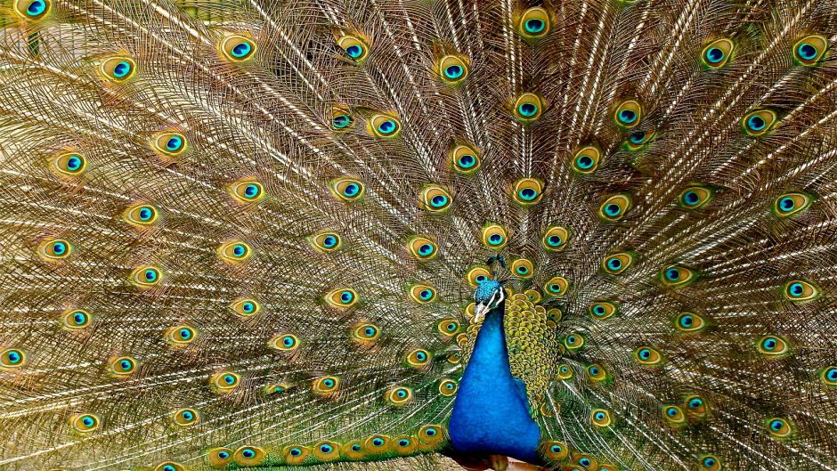 Peacock.   - CHINA