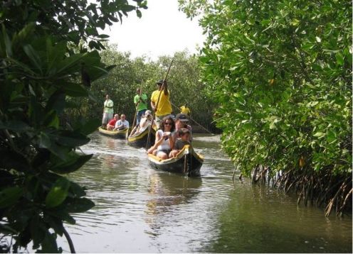 Tour por los manglares de Boquilla, 