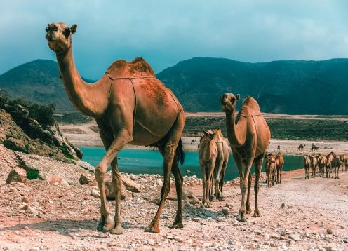 Salalah