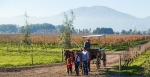 Vale de Colchagua, Tour, Wine Tour.  Valle De Colchagua - CHILE