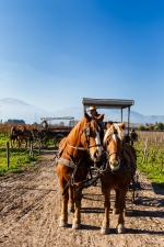 Vale de Colchagua, Tour, Wine Tour.  Valle De Colchagua - CHILE