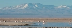 Laguna Chaxa, Guia de San Pedro de Atacama, O que fazer em San Pedro, Chile.  San Pedro de Atacama - CHILE