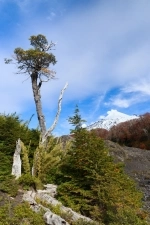 Parque Nacional Villarrica em Pucon.  Pucon - CHILE