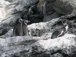 Reserva Nacional Humboldt Penguin.  La Serena - CHILE