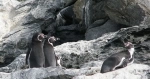 Reserva Nacional Humboldt Penguin.  La Serena - CHILE