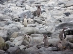 Reserva Nacional Humboldt Penguin.  La Serena - CHILE