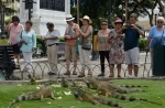 Parque Seminario também conhecido como o Parque das Iguanas, Guayaquil, Equador. o que ver, o que visitar.   - Equador