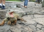 Parque Seminario também conhecido como o Parque das Iguanas, Guayaquil, Equador. o que ver, o que visitar.   - Equador