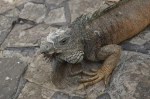 Parque Seminario também conhecido como o Parque das Iguanas, Guayaquil, Equador. o que ver, o que visitar.   - Equador