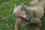 Parque Seminario também conhecido como o Parque das Iguanas, Guayaquil, Equador. o que ver, o que visitar.   - Equador