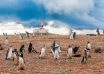 Parque Nacional Cabo de Hornos, Patagonia, Punta Arenas.  Punta Arenas - CHILE