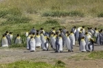 Parque Pinguino Rey, Punta Arenas, informações, como chegar, o que ver, Porvenir, Chile.  Porvenir - CHILE