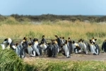 Parque Pinguino Rey, Punta Arenas, informações, como chegar, o que ver, Porvenir, Chile.  Porvenir - CHILE