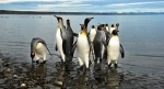 Parque Pinguino Rey, Punta Arenas, informações, como chegar, o que ver, Porvenir, Chile.  Porvenir - CHILE