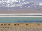 Nevado Tres Cruces National Park, Copiapó Guia de Hotéis, Guia de Parques Nacionais no Chile.  Copiapo - CHILE