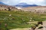 Reserva Nacional Las Vicunas.  Putre - CHILE