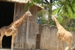 Zoológico La Aurora.  Cidade da Guatemala - GUATEMALA