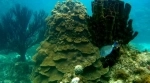 Corales del Rosario e Parque Natural Marinho Nacional de San Bernardo.  Cartagena das Índias - Colmbia