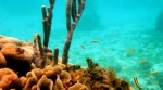 Corales del Rosario e Parque Natural Marinho Nacional de San Bernardo.  Cartagena das Índias - Colmbia