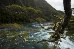 Parque Nacional Vicente Perez Rosales, Chile .  Puerto Varas - CHILE