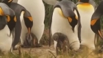 Parque Pinguino Rey, Punta Arenas, informações, como chegar, o que ver, Porvenir, Chile.  Porvenir - CHILE