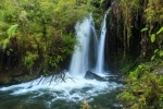 Parque Nacional Alerce Andino.  Puerto Montt - CHILE