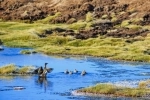 Parque Nacional Lauca, Lago Chungara, Caminhadas, caminhadas, Chung, Lauca, Arica, Putre.  Putre - CHILE