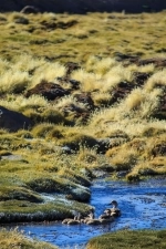 Parque Nacional Lauca, Lago Chungara, Caminhadas, caminhadas, Chung, Lauca, Arica, Putre.  Putre - CHILE