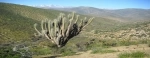 Reserva Nacional Las Chinchillas.  Illapel - CHILE