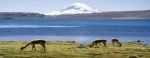 Lago Chungara, Putre, Arica.  Arica - CHILE