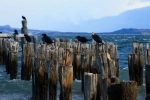 Cais de Braun e Blanchard.  Puerto Natales - CHILE