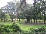 Florestas de Palermo, Buenos Aires, Argentina, Guia de Buenos Aires.  Buenos Aires - ARGENTINA