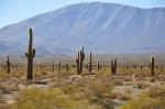 Parque Nacional Los Cardones, Parques Nacionais, Argentina, Salta.  Payogasta - ARGENTINA