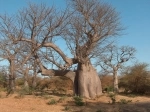 Reserva Natural Bandia, Dakar, Senegal. Informações, o que ver, como chegar lá.   - SENEGAL