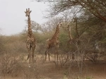 Reserva Natural Bandia, Dakar, Senegal. Informações, o que ver, como chegar lá.   - SENEGAL