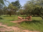 Reserva Natural Bandia, Dakar, Senegal. Informações, o que ver, como chegar lá.   - SENEGAL