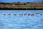 Reserva Natural de Laguna Nimez.  El Calafate - ARGENTINA