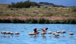 Reserva Natural de Laguna Nimez.  El Calafate - ARGENTINA